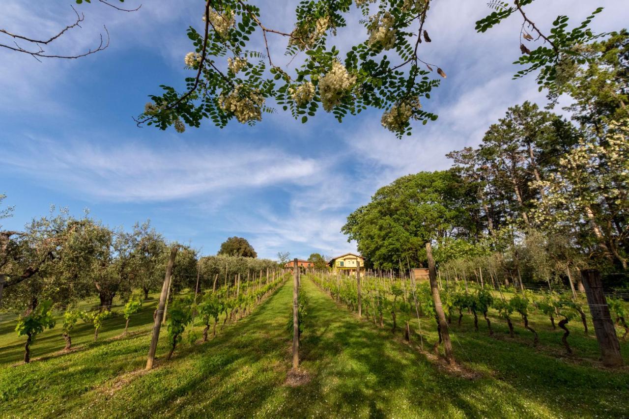 Podere Sant'Antonio Fauglia المظهر الخارجي الصورة