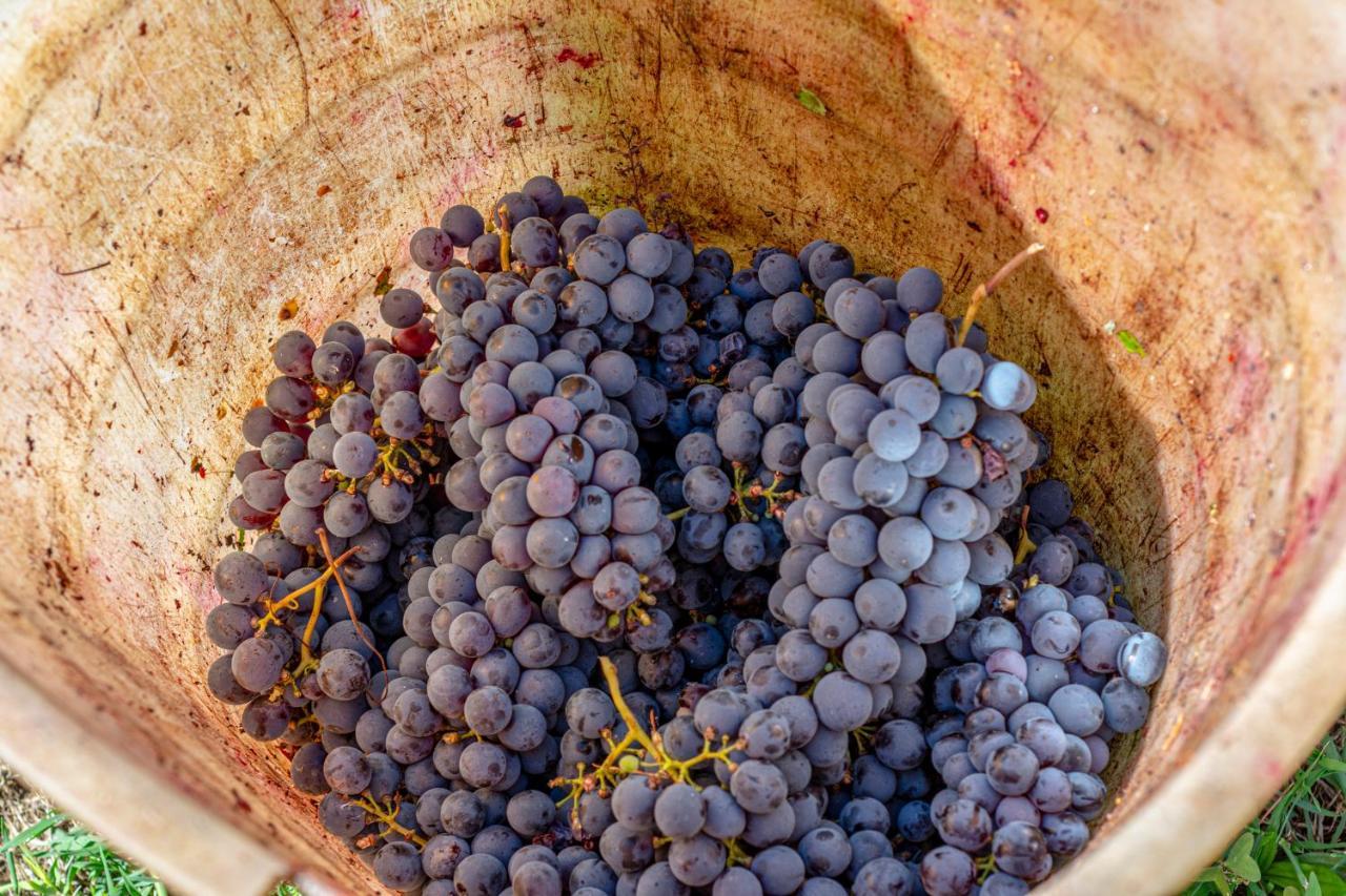 Podere Sant'Antonio Fauglia المظهر الخارجي الصورة