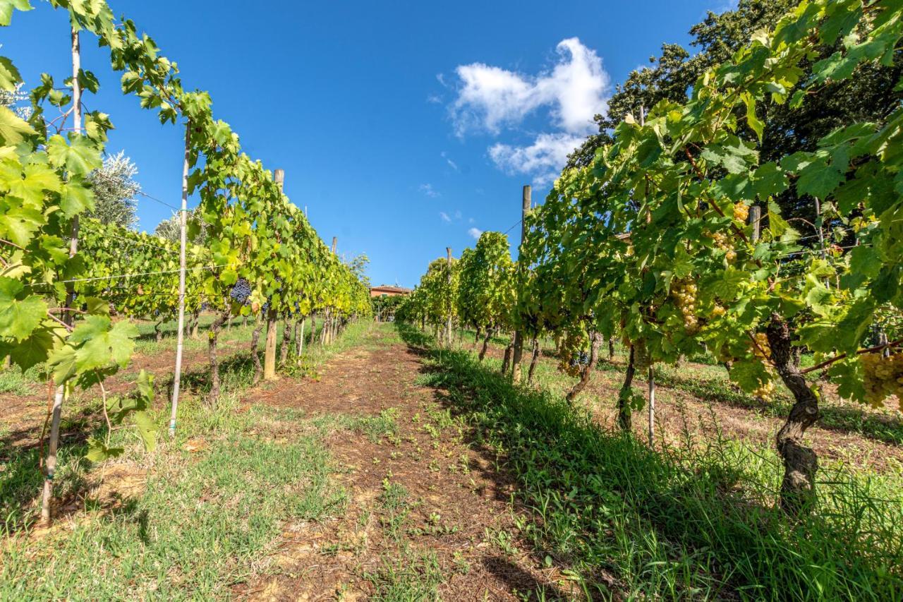 Podere Sant'Antonio Fauglia المظهر الخارجي الصورة