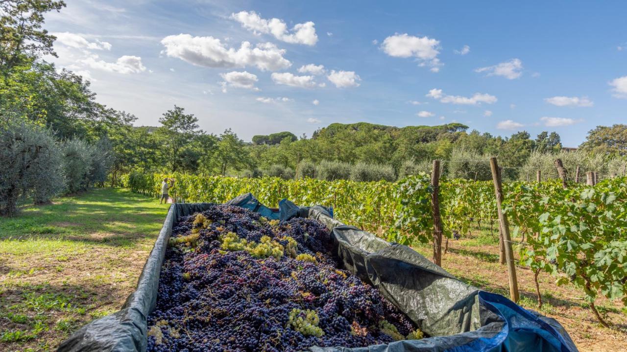 Podere Sant'Antonio Fauglia المظهر الخارجي الصورة